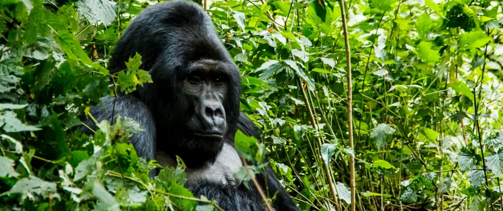 1 day Gorilla Safari Rwanda - Marlene Africa Safaris